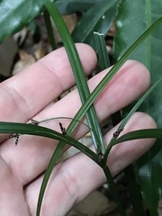 Cyperus tetraphyllus