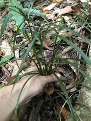 Cyperus tetraphyllus