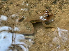 Euphlyctis cyanophlyctis