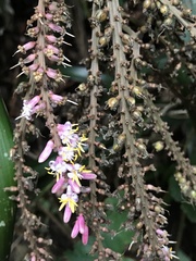 Cordyline petiolaris