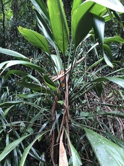 Cordyline petiolaris
