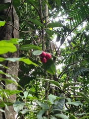 Phaleria
