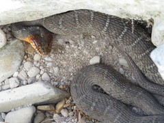 Plain-Bellied Water Snake photo 1