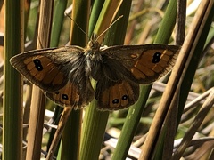Argyrophenga janitae