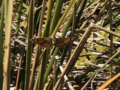 Argyrophenga janitae