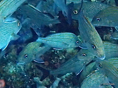 Haemulon carbonarium