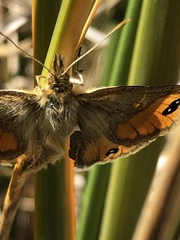 Argyrophenga janitae