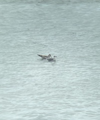 Leucophaeus atricilla