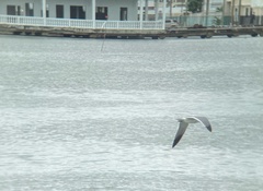 Leucophaeus atricilla