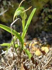 Pterostylis banksii