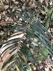 Macrozamia