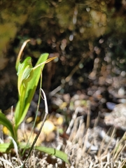 Pterostylis banksii