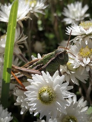 Catantopinae