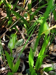 Pterostylis banksii