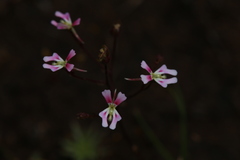 Stylidium calcaratum