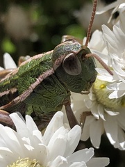Catantopinae