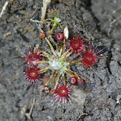 Drosera pygmaea