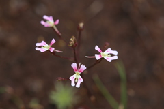 Stylidium calcaratum