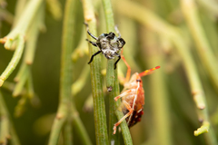 Oechalia schellenbergii