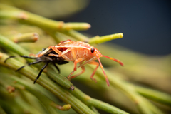 Oechalia schellenbergii