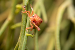 Oechalia schellenbergii