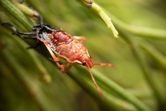 Oechalia schellenbergii