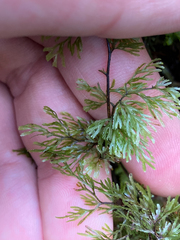 Hymenophyllum multifidum