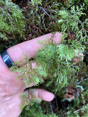 Hymenophyllum multifidum