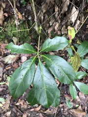 Cissus sterculiifolia
