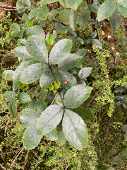 Pseudopanax colensoi