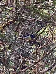 Petroica macrocephala