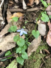 Lobelia trigonocaulis