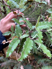 Olearia ilicifolia