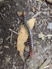 Cormocephalus