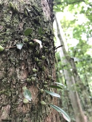 Bulbophyllum exiguum