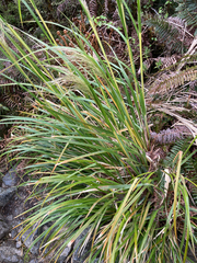 Austroderia richardii