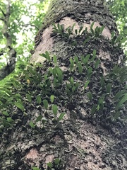 Bulbophyllum exiguum