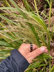 Austroderia richardii