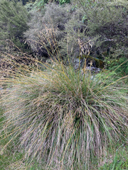 Chionochloa