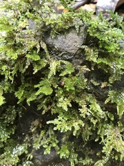 Racopilum cuspidigerum