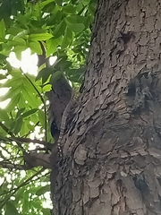 Varanus salvator bivittatus