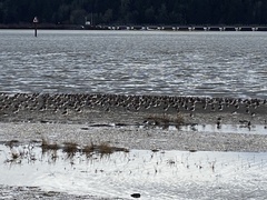 Calidris alpina