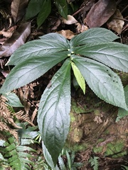 Elatostema reticulatum