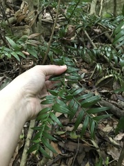Araucaria bidwillii