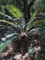 Lepidozamia peroffskyana