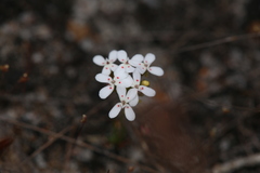Stylidium guttatum
