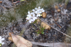 Stylidium guttatum