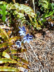 Thelymitra pulchella
