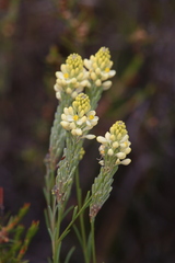 Comesperma