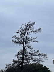 Falco sparverius